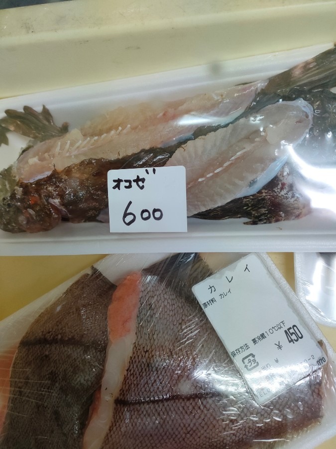 オコゼと子持ちカレイ🐟🐬🐳