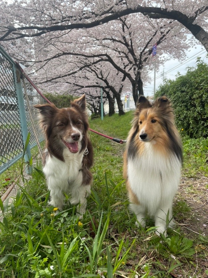 春 & 夏 満開桜！