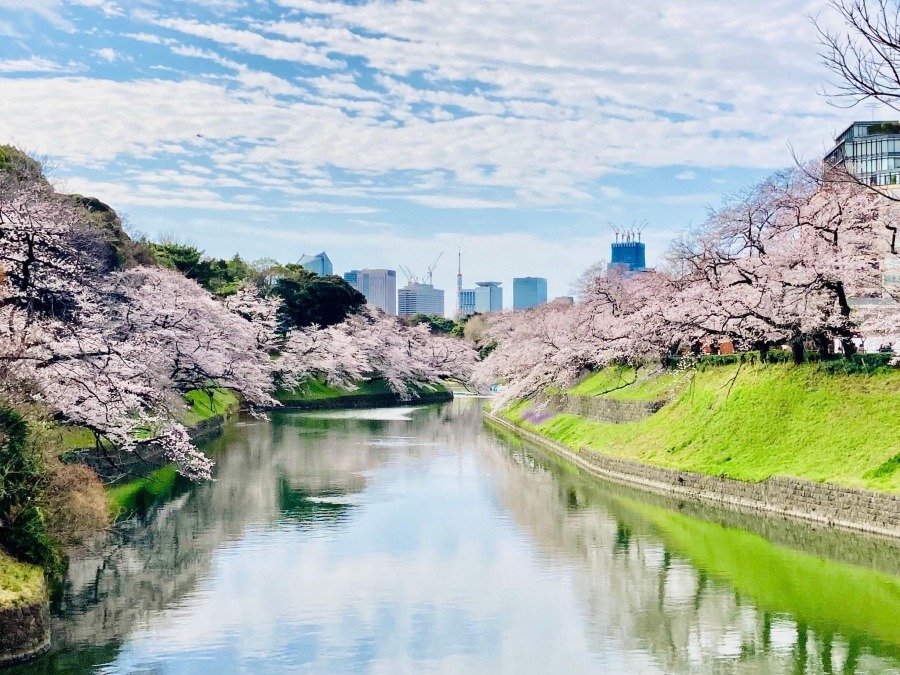 🌸千鳥ヶ淵🌸