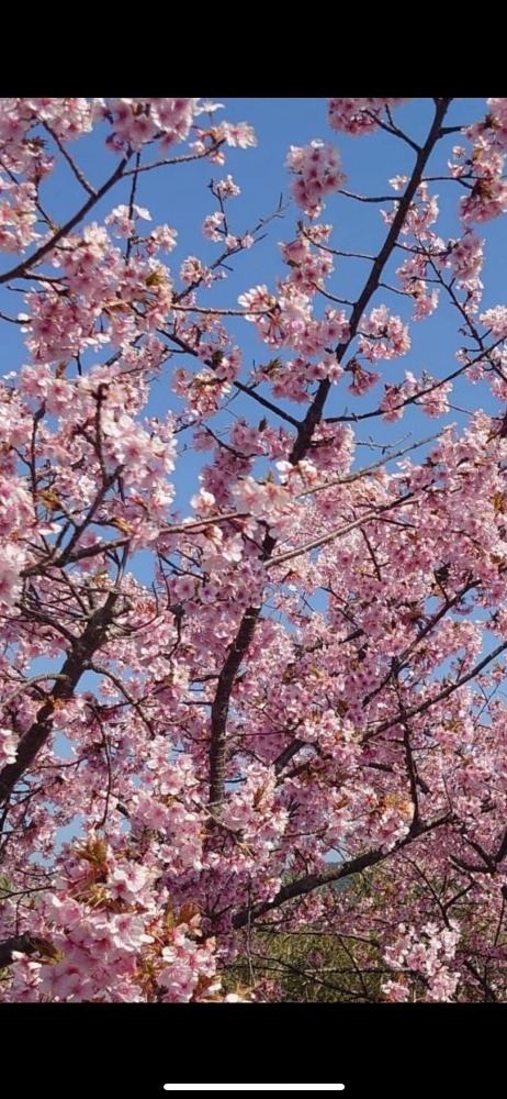 お花見🌸又みんなで行きたいなぁ❣️