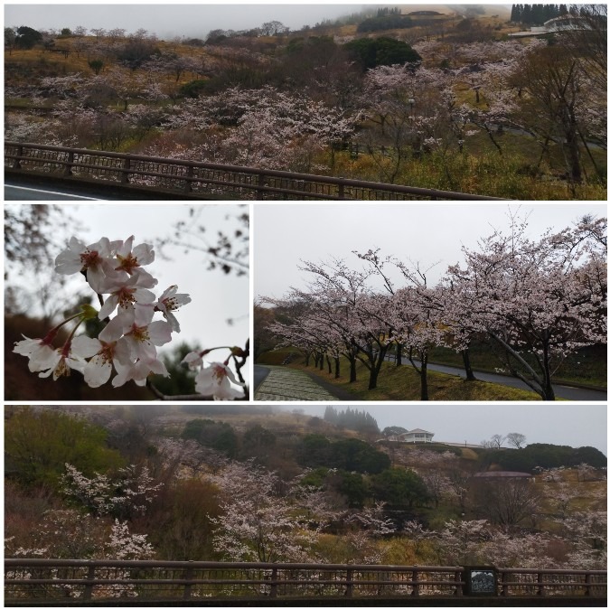 花倶楽部活動　🌸桜情報😊　霧島　神話の里公園🤗