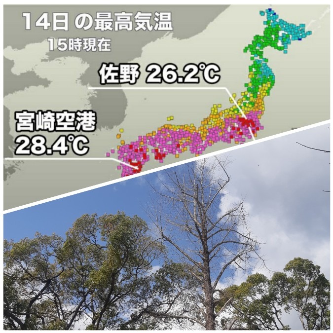 宮崎に春は来ないのかな？