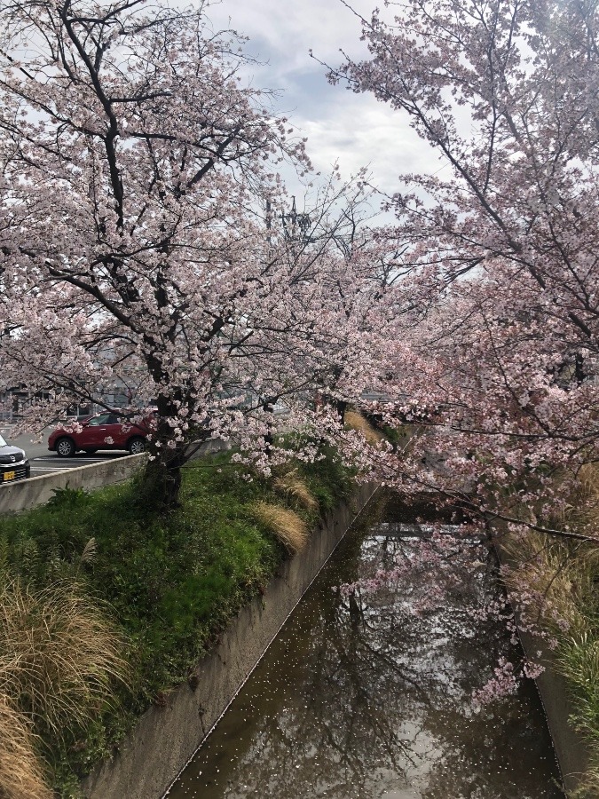 桜🌸