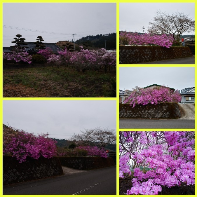 花倶楽部活動《岩つつじ》2