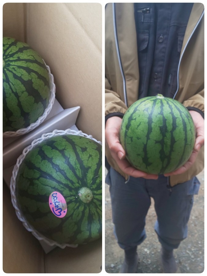 小玉すいか🍉やっと収穫❗