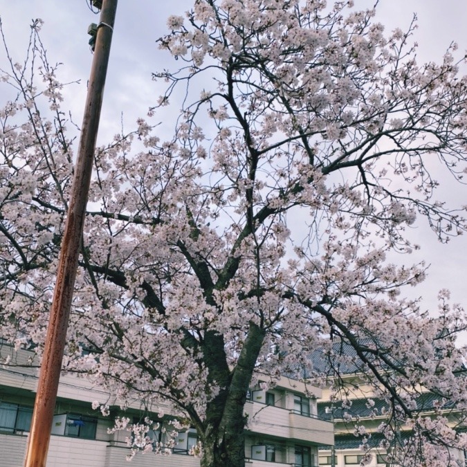 家の周りに沢山の桜が咲いてました🌸