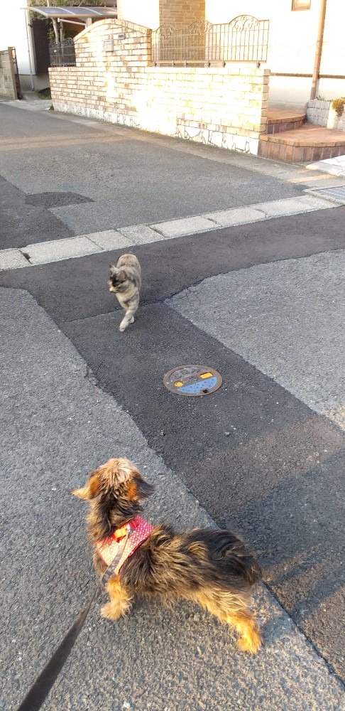 犬の散歩に、ネコが参加