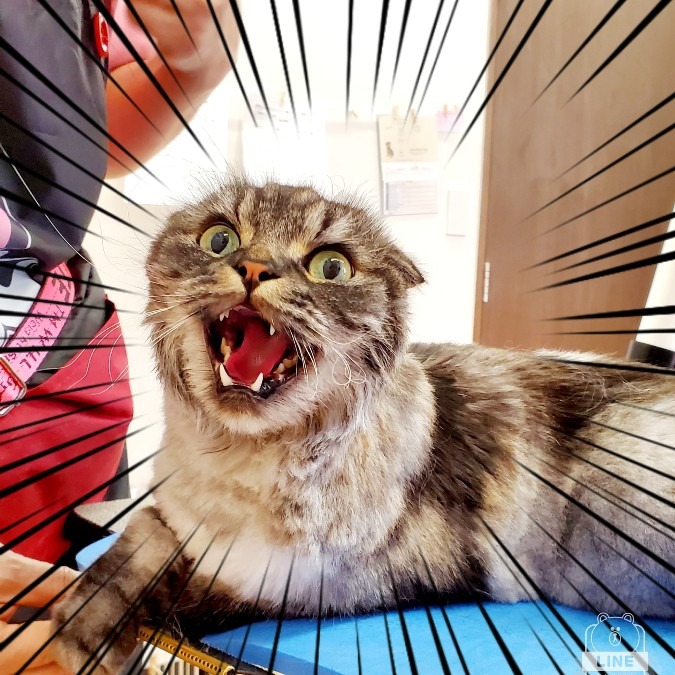 怒ってませんよ(￣▽￣;)