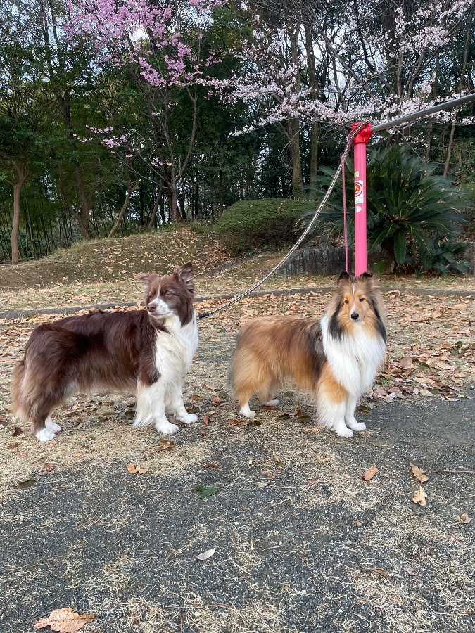 サクラ 咲く