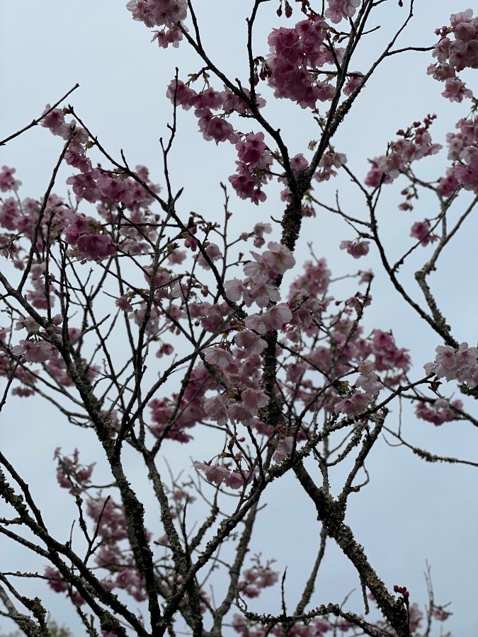 緋寒桜