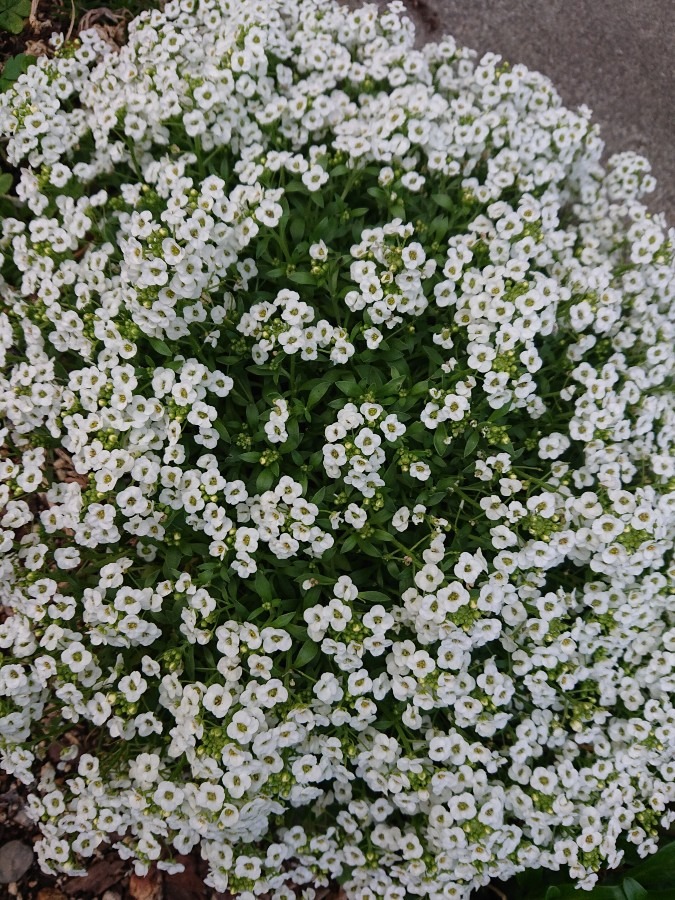 小さな花の花言葉「飛躍」✨