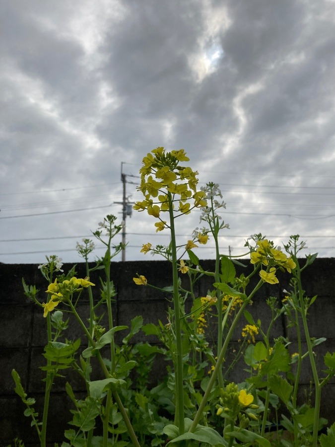 パワー集中なの花✨