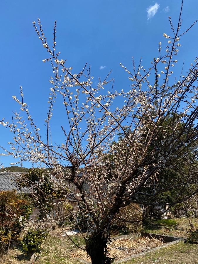 ３月６日　千葉の家点検