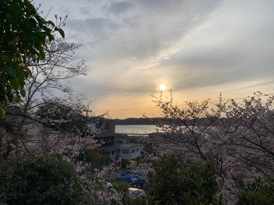 海と桜と夕日