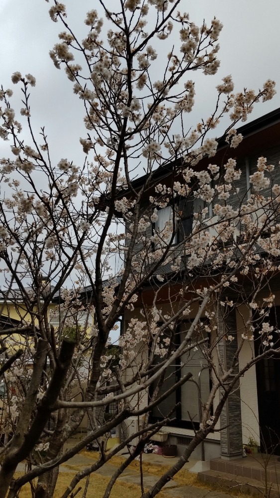 お隣の桜