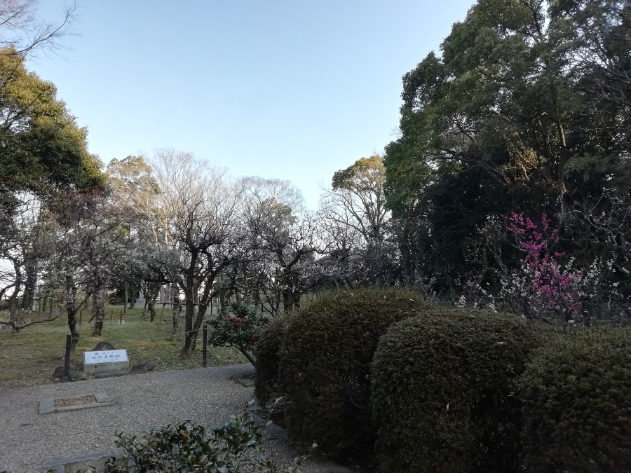 意賀美(おかみ)神社の梅