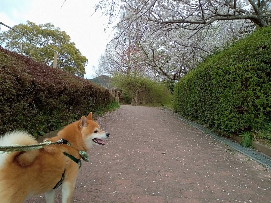 友達の犬( ˶˙ᵕ˙˶ )🍀*゜可愛い❣️