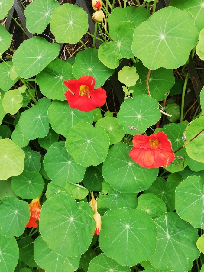 綺麗🍀でしょう✿