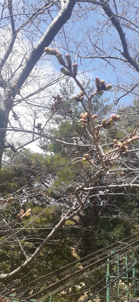 桜のつぼみ