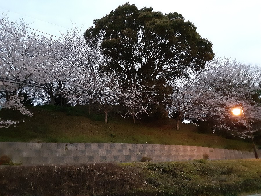 花倶楽部