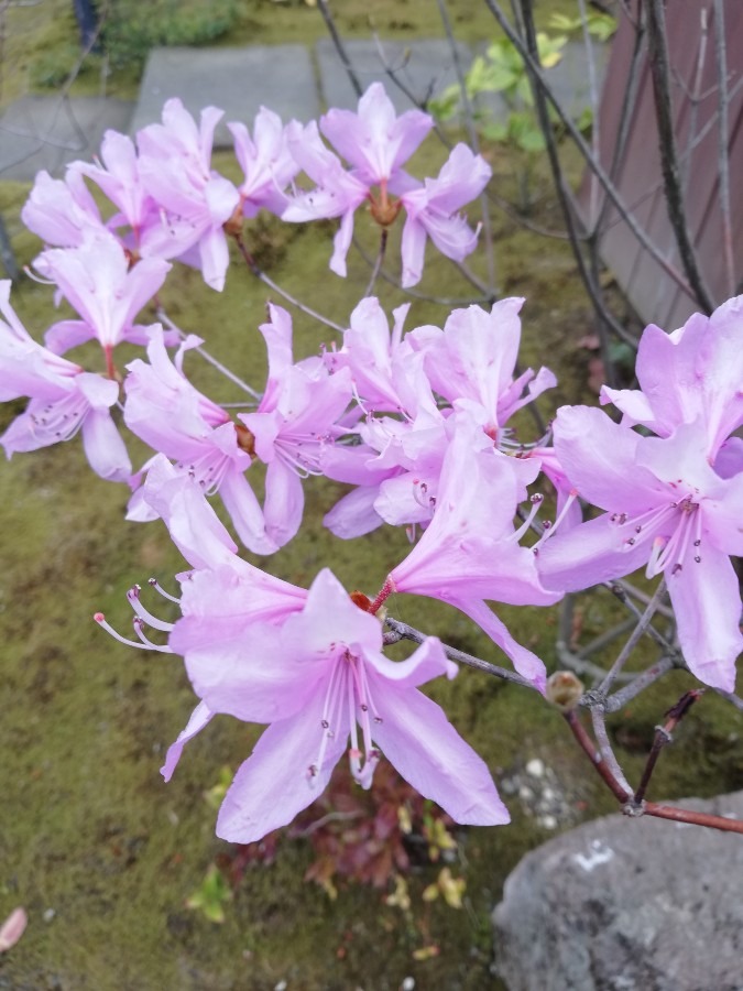 満開の花です🐭