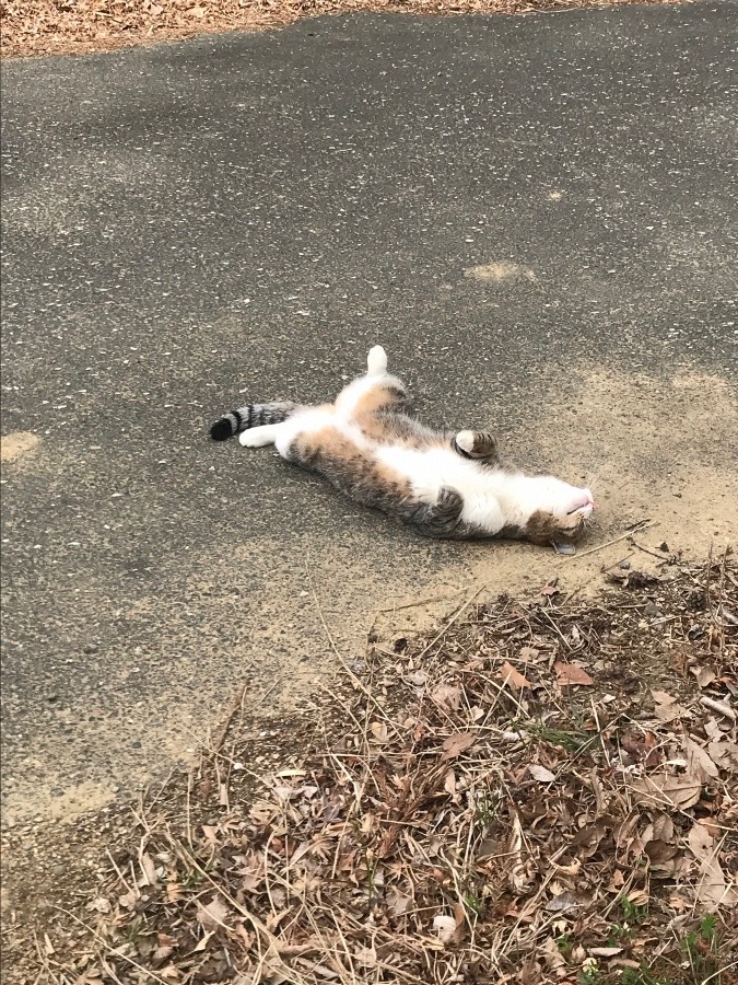 昨日のユキさん……