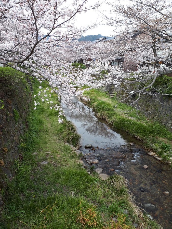 一の坂川の🌸