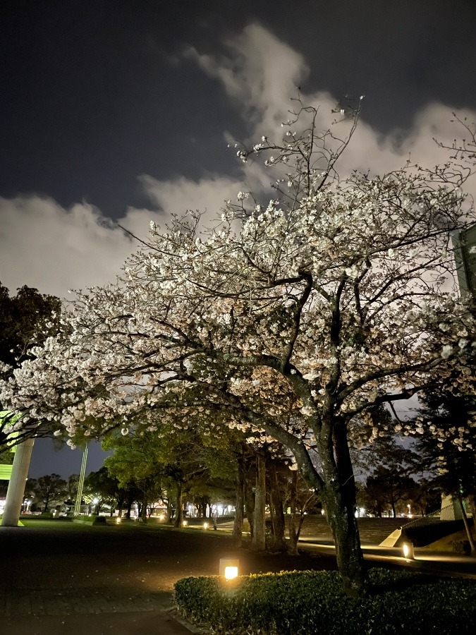 夜桜