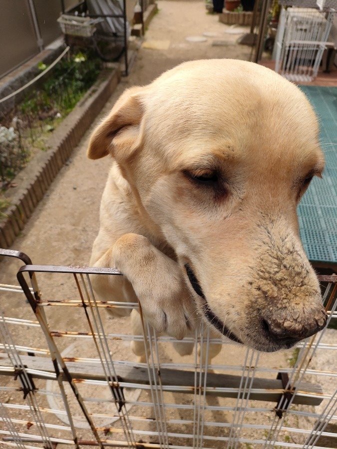 れん君🐶ペット部