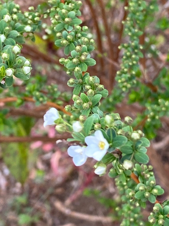 春の芽吹き