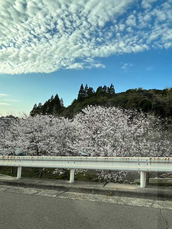 コントラスト🌸