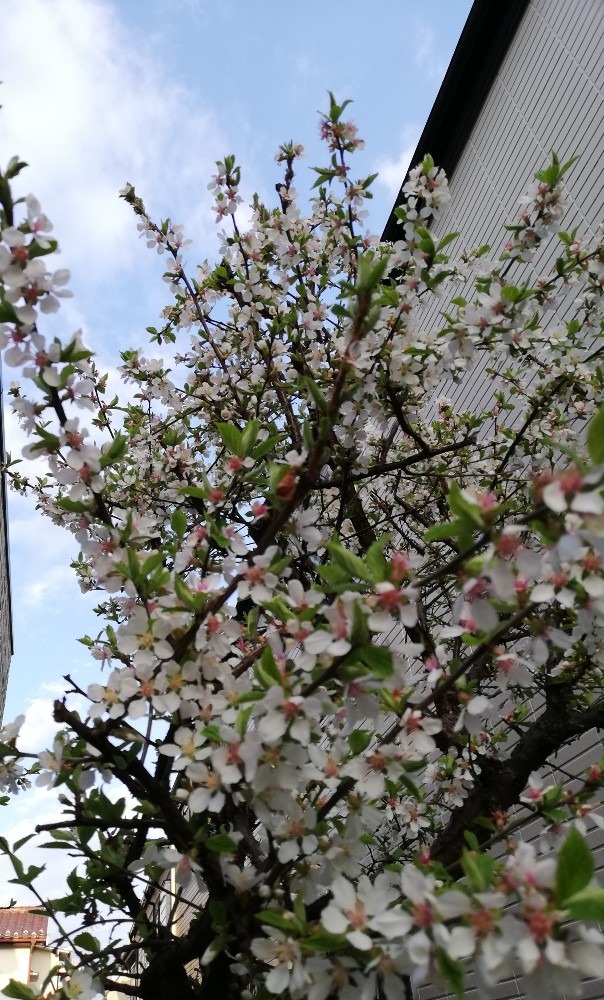 下から(山桜桃）