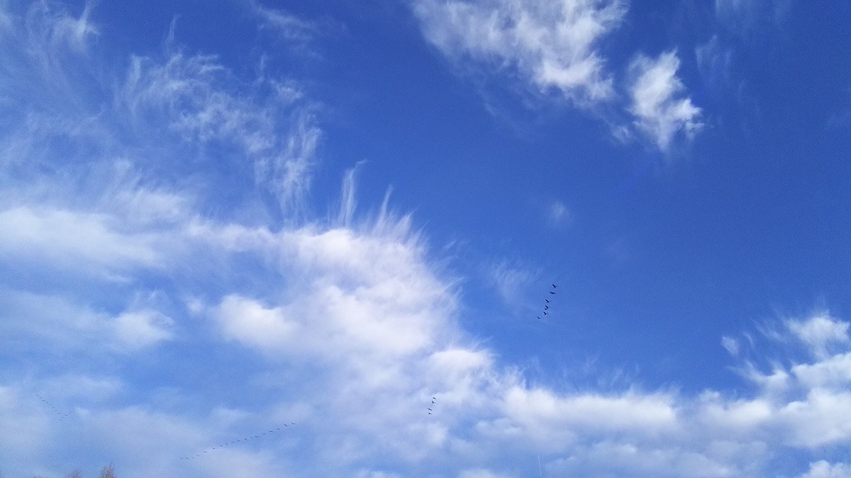 自然龍曇のなかを飛翔する鳥達