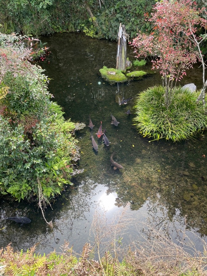 湧水池の鯉