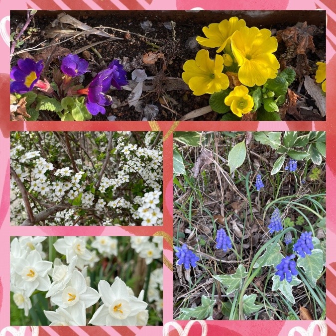 春の花🌸庭編