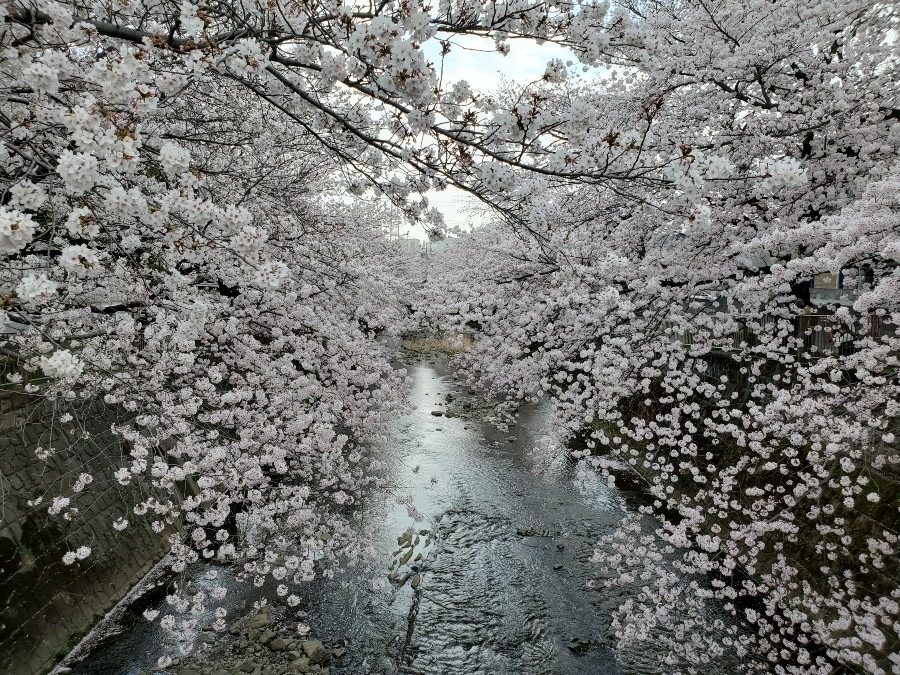 🌸トンネル