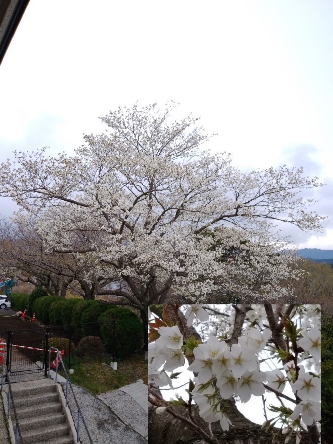 花倶楽部活動《桜》