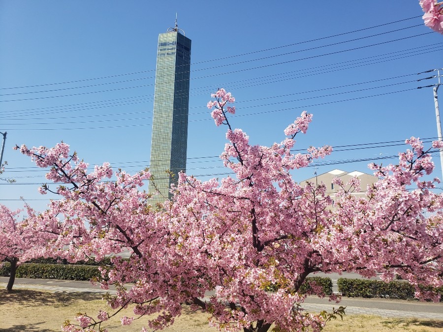 桜と私