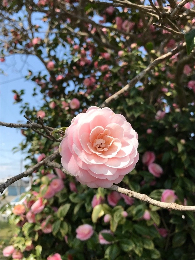 ⭕️ 今日の花🌸‼️