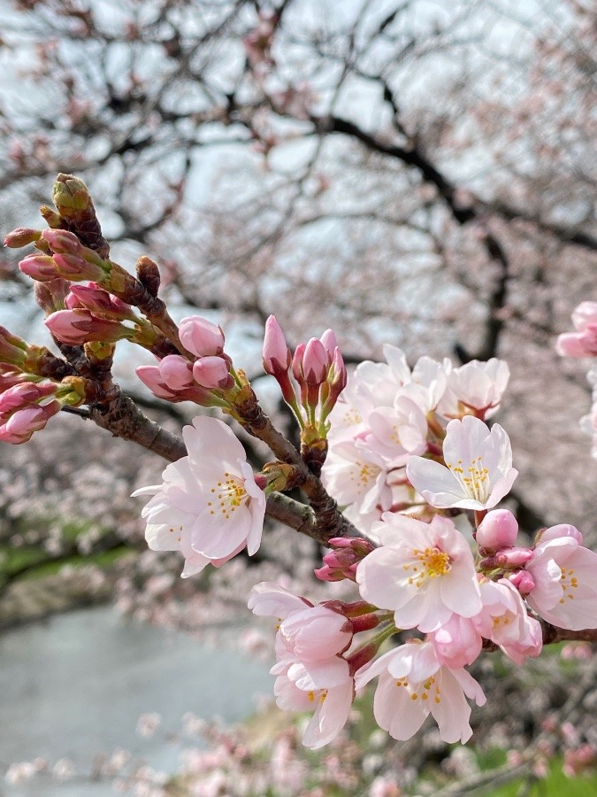 春がきた