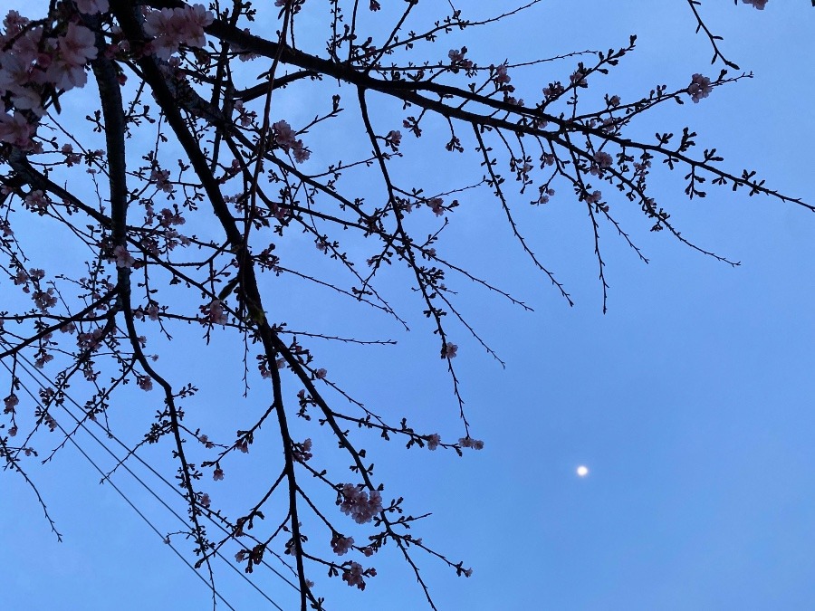 開花💞