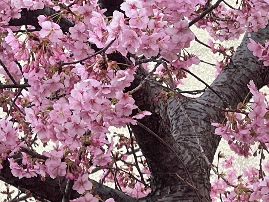 今年も見事に咲きました🌸