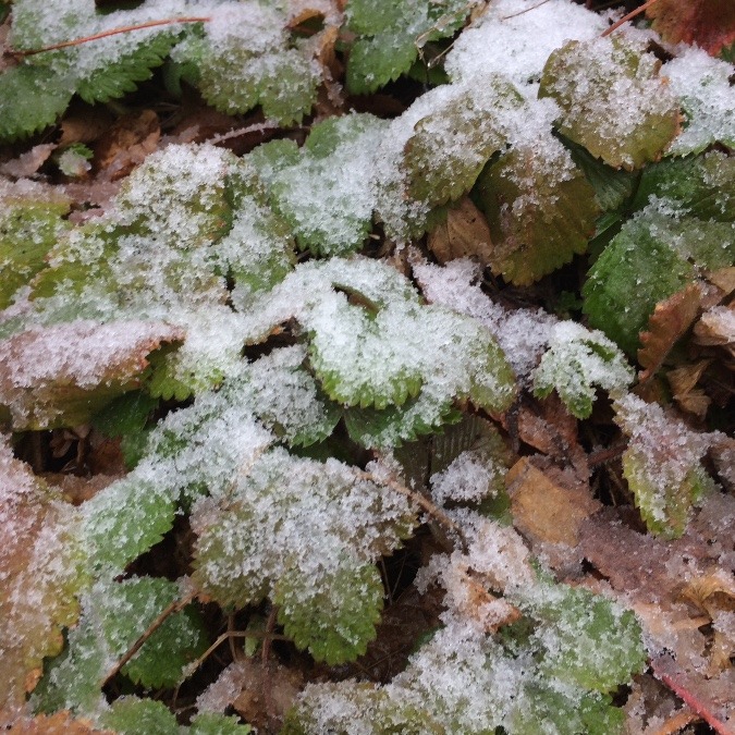 お昼頃は雪降り