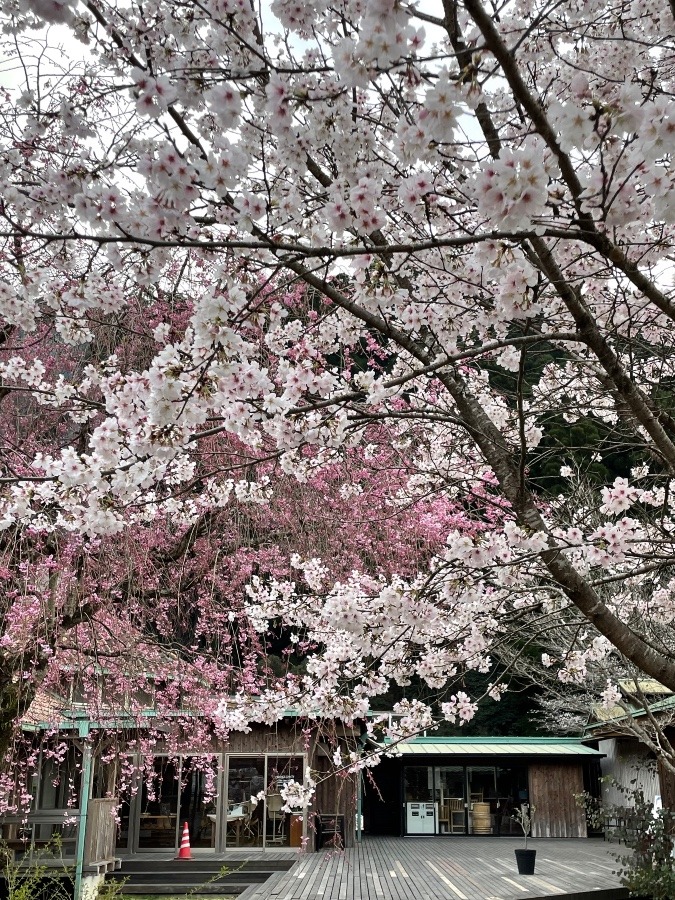 桜乱舞🌸今まさに満開