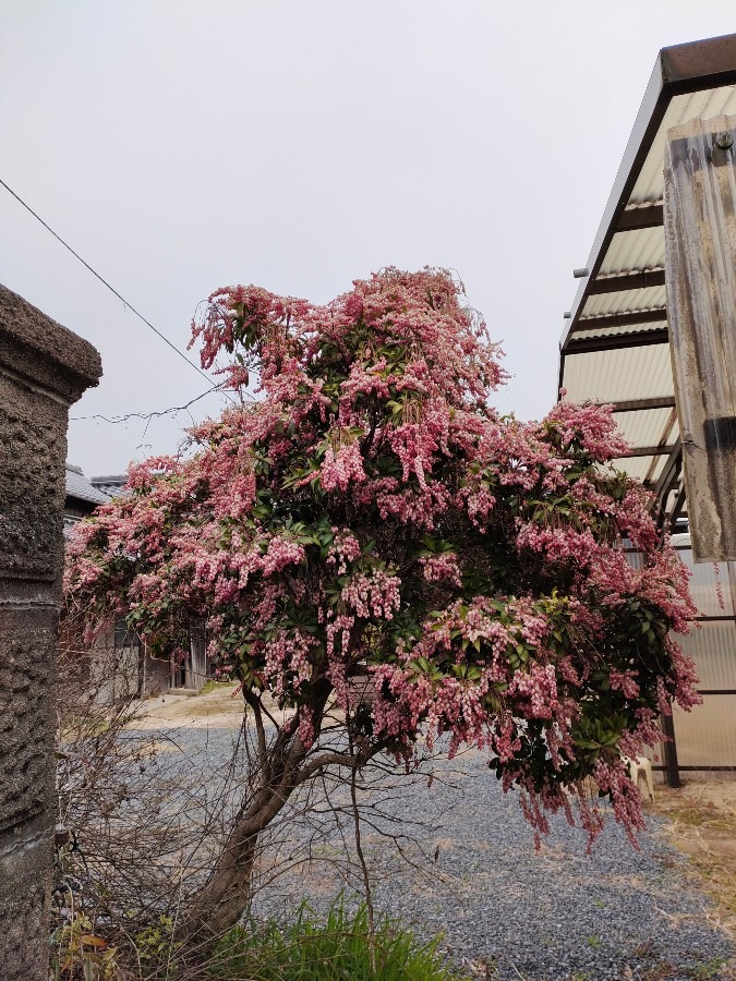 立派なアセビ🌿