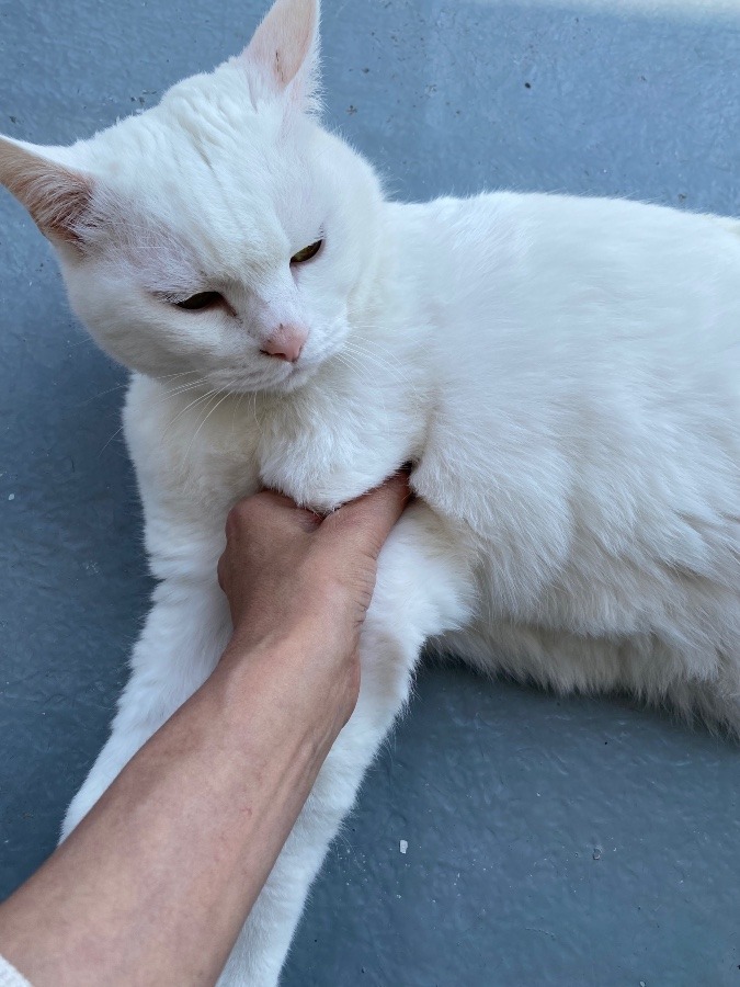 猫もマッサージが好き🐈‍⬛