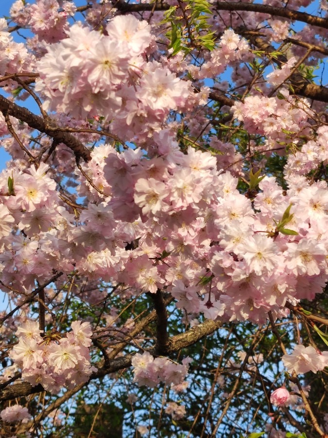 枝垂れ桜