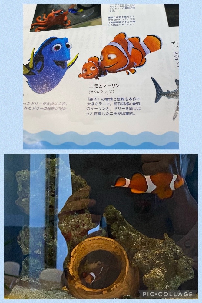 ニモの世界🐠🐡