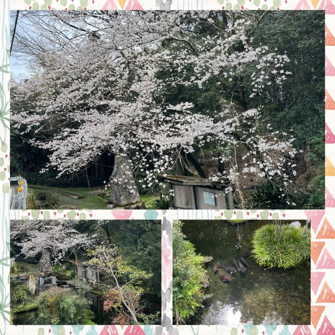 池の川の桜の木🌸