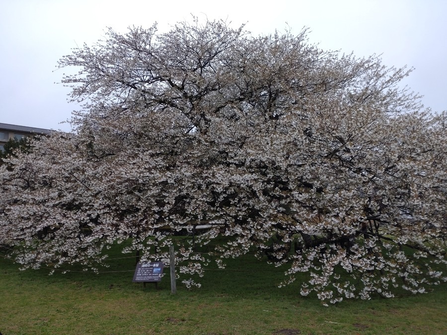 芦ノ湖畔の一本桜はこれから💖